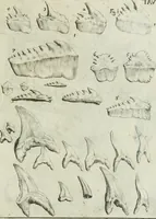 An illustration from La vana speculazione disingannata dal senso : lettera risponsiua circa i corpi marini, che petrificati si trouano in varij luoghi terrestri / di Agostino Scilla .. (1670)