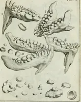An illustration from La vana speculazione disingannata dal senso : lettera risponsiua circa i corpi marini, che petrificati si trouano in varij luoghi terrestri / di Agostino Scilla .. (1670)