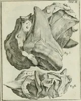 An illustration from La vana speculazione disingannata dal senso : lettera risponsiua circa i corpi marini, che petrificati si trouano in varij luoghi terrestri / di Agostino Scilla .. (1670)
