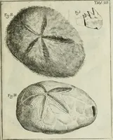 An illustration from La vana speculazione disingannata dal senso : lettera risponsiua circa i corpi marini, che petrificati si trouano in varij luoghi terrestri / di Agostino Scilla .. (1670)