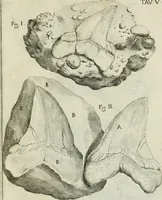An illustration from La vana speculazione disingannata dal senso : lettera risponsiua circa i corpi marini, che petrificati si trouano in varij luoghi terrestri / di Agostino Scilla .. (1670)