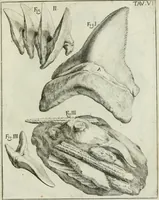 An illustration from La vana speculazione disingannata dal senso : lettera risponsiua circa i corpi marini, che petrificati si trouano in varij luoghi terrestri / di Agostino Scilla .. (1670)