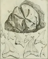 An illustration from La vana speculazione disingannata dal senso : lettera risponsiua circa i corpi marini, che petrificati si trouano in varij luoghi terrestri / di Agostino Scilla .. (1670)