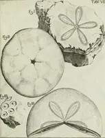 An illustration from La vana speculazione disingannata dal senso : lettera risponsiua circa i corpi marini, che petrificati si trouano in varij luoghi terrestri / di Agostino Scilla .. (1670)