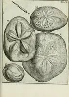 An illustration from La vana speculazione disingannata dal senso : lettera risponsiua circa i corpi marini, che petrificati si trouano in varij luoghi terrestri / di Agostino Scilla .. (1670)