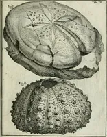An illustration from La vana speculazione disingannata dal senso : lettera risponsiua circa i corpi marini, che petrificati si trouano in varij luoghi terrestri / di Agostino Scilla .. (1670)