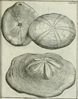 An illustration from La vana speculazione disingannata dal senso : lettera risponsiua circa i corpi marini, che petrificati si trouano in varij luoghi terrestri / di Agostino Scilla .. (1670)
