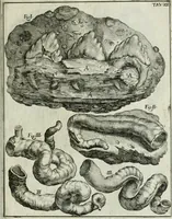 An illustration from La vana speculazione disingannata dal senso : lettera risponsiua circa i corpi marini, che petrificati si trouano in varij luoghi terrestri / di Agostino Scilla .. (1670)