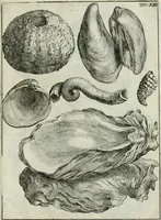 An illustration from La vana speculazione disingannata dal senso : lettera risponsiua circa i corpi marini, che petrificati si trouano in varij luoghi terrestri / di Agostino Scilla .. (1670)