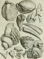 An illustration from La vana speculazione disingannata dal senso : lettera risponsiua circa i corpi marini, che petrificati si trouano in varij luoghi terrestri / di Agostino Scilla .. (1670)