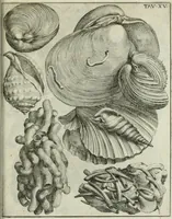 An illustration from La vana speculazione disingannata dal senso : lettera risponsiua circa i corpi marini, che petrificati si trouano in varij luoghi terrestri / di Agostino Scilla .. (1670)