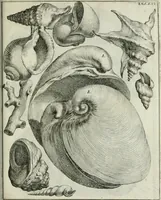 An illustration from La vana speculazione disingannata dal senso : lettera risponsiua circa i corpi marini, che petrificati si trouano in varij luoghi terrestri / di Agostino Scilla .. (1670)