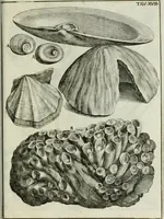 An illustration from La vana speculazione disingannata dal senso : lettera risponsiua circa i corpi marini, che petrificati si trouano in varij luoghi terrestri / di Agostino Scilla .. (1670)