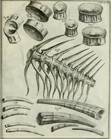 An illustration from La vana speculazione disingannata dal senso : lettera risponsiua circa i corpi marini, che petrificati si trouano in varij luoghi terrestri / di Agostino Scilla .. (1670)