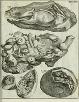 An illustration from La vana speculazione disingannata dal senso : lettera risponsiua circa i corpi marini, che petrificati si trouano in varij luoghi terrestri / di Agostino Scilla .. (1670)
