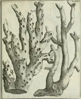 An illustration from La vana speculazione disingannata dal senso : lettera risponsiua circa i corpi marini, che petrificati si trouano in varij luoghi terrestri / di Agostino Scilla .. (1670)