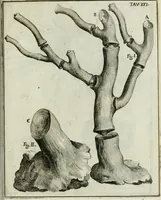 An illustration from La vana speculazione disingannata dal senso : lettera risponsiua circa i corpi marini, che petrificati si trouano in varij luoghi terrestri / di Agostino Scilla .. (1670)