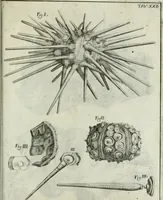 An illustration from La vana speculazione disingannata dal senso : lettera risponsiua circa i corpi marini, che petrificati si trouano in varij luoghi terrestri / di Agostino Scilla .. (1670)