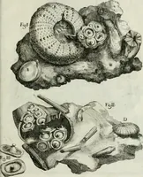 An illustration from La vana speculazione disingannata dal senso : lettera risponsiua circa i corpi marini, che petrificati si trouano in varij luoghi terrestri / di Agostino Scilla .. (1670)