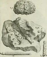 An illustration from La vana speculazione disingannata dal senso : lettera risponsiua circa i corpi marini, che petrificati si trouano in varij luoghi terrestri / di Agostino Scilla .. (1670)