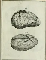 An illustration from La vana speculazione disingannata dal senso : lettera risponsiua circa i corpi marini, che petrificati si trouano in varij luoghi terrestri / di Agostino Scilla .. (1670)