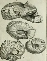 An illustration from La vana speculazione disingannata dal senso : lettera risponsiua circa i corpi marini, che petrificati si trouano in varij luoghi terrestri / di Agostino Scilla .. (1670)