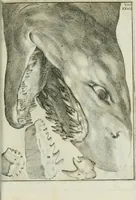 An illustration from La vana speculazione disingannata dal senso : lettera risponsiua circa i corpi marini, che petrificati si trouano in varij luoghi terrestri / di Agostino Scilla .. (1670)