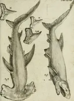 An illustration from La vana speculazione disingannata dal senso : lettera risponsiua circa i corpi marini, che petrificati si trouano in varij luoghi terrestri / di Agostino Scilla .. (1670)
