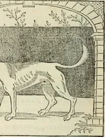 An illustration from La venerie de Jacques du Fouilloux, gentil-homme, seigneur dudit lieu, pays de Gastine, en Poitou; ... avec plusieurs receptes et remedes pour guerir les chiens de diverses maladies; plus, l'Adolescence de l'autheur (1562)