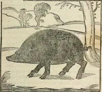 An illustration from La venerie de Jacques du Fouilloux, gentil-homme, seigneur dudit lieu, pays de Gastine, en Poitou; ... avec plusieurs receptes et remedes pour guerir les chiens de diverses maladies; plus, l'Adolescence de l'autheur (1562)