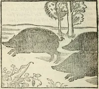 An illustration from La venerie de Jacques du Fouilloux, gentil-homme, seigneur dudit lieu, pays de Gastine, en Poitou; ... avec plusieurs receptes et remedes pour guerir les chiens de diverses maladies; plus, l'Adolescence de l'autheur (1562)