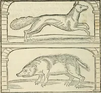 An illustration from La venerie de Jacques du Fouilloux, gentil-homme, seigneur dudit lieu, pays de Gastine, en Poitou; ... avec plusieurs receptes et remedes pour guerir les chiens de diverses maladies; plus, l'Adolescence de l'autheur (1562)
