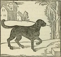 An illustration from La venerie de Jacques du Fouilloux, gentil-homme, seigneur dudit lieu, pays de Gastine, en Poitou; ... avec plusieurs receptes et remedes pour guerir les chiens de diverses maladies; plus, l'Adolescence de l'autheur (1562)