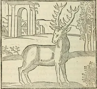 Picture 14 of 57 from La venerie de Jacques du Fouilloux, gentil-homme, seigneur dudit lieu, pays de Gastine, en Poitou; ... avec plusieurs receptes et remedes pour guerir les chiens de diverses maladies; plus, l'Adolescence de l'autheur (1562), leaf 59