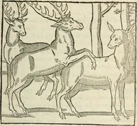 An illustration from La venerie de Jacques du Fouilloux, gentil-homme, seigneur dudit lieu, pays de Gastine, en Poitou; ... avec plusieurs receptes et remedes pour guerir les chiens de diverses maladies; plus, l'Adolescence de l'autheur (1562)