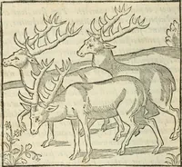 An illustration from La venerie de Jacques du Fouilloux, gentil-homme, seigneur dudit lieu, pays de Gastine, en Poitou; ... avec plusieurs receptes et remedes pour guerir les chiens de diverses maladies; plus, l'Adolescence de l'autheur (1562)