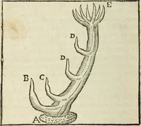 Picture 17 of 57 from La venerie de Jacques du Fouilloux, gentil-homme, seigneur dudit lieu, pays de Gastine, en Poitou; ... avec plusieurs receptes et remedes pour guerir les chiens de diverses maladies; plus, l'Adolescence de l'autheur (1562), leaf 77