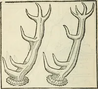 Picture 19 of 57 from La venerie de Jacques du Fouilloux, gentil-homme, seigneur dudit lieu, pays de Gastine, en Poitou; ... avec plusieurs receptes et remedes pour guerir les chiens de diverses maladies; plus, l'Adolescence de l'autheur (1562), leaf 79