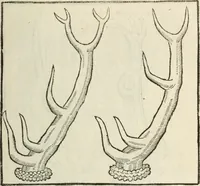 An illustration from La venerie de Jacques du Fouilloux, gentil-homme, seigneur dudit lieu, pays de Gastine, en Poitou; ... avec plusieurs receptes et remedes pour guerir les chiens de diverses maladies; plus, l'Adolescence de l'autheur (1562)