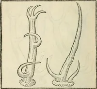 Picture 21 of 57 from La venerie de Jacques du Fouilloux, gentil-homme, seigneur dudit lieu, pays de Gastine, en Poitou; ... avec plusieurs receptes et remedes pour guerir les chiens de diverses maladies; plus, l'Adolescence de l'autheur (1562), leaf 81