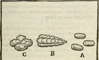 An illustration from La venerie de Jacques du Fouilloux, gentil-homme, seigneur dudit lieu, pays de Gastine, en Poitou; ... avec plusieurs receptes et remedes pour guerir les chiens de diverses maladies; plus, l'Adolescence de l'autheur (1562)