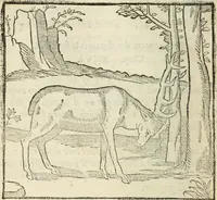 An illustration from La venerie de Jacques du Fouilloux, gentil-homme, seigneur dudit lieu, pays de Gastine, en Poitou; ... avec plusieurs receptes et remedes pour guerir les chiens de diverses maladies; plus, l'Adolescence de l'autheur (1562)