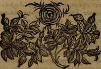 An illustration from La vera dichiaratione di tutte le metafore, similitudini, & enimmi de gl'antichi filosofi alchimisti, tanto caldei & arabi, come greci & latini, vsati da loro nella descrittione, & compositione dell' oro potabile, elissire della vita, quinta essenza, & lapis filosofico : oue con vn breve discorso della generatione de i metalli, & quasi di tutte l'opere di natura, secondo i principij della filosofia, si mostra l'errore, & ignoranza (per non dir l'inganno) di tutti gl'alchimisti moderni (1587)