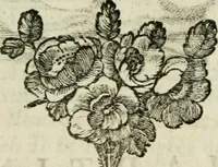An illustration from La vie des peintres flamands, allemands et hollandois : avec des portraits gravés en taille-douche, une indication de leurs principaux ouvrages, & des réflexions sur leurs différentes manieres (1753)