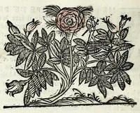 An illustration from La virtv : dialogo di Camillo Agrippa milanese, sopra la dichiaratione de la cavsa de'moti, tolti da le parole scritte nel Dialogo de' venti (1598)