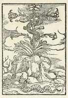 An illustration from La vita di san Zanobi cittadino et vescouo fiorentino (1559)