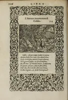 An illustration from La vita et Metamorfoseo d'Ovidio (1559)