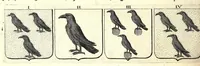 Picture 32 of 105 from La vraye et parfaite science des armoiries, ou, L'Indice armorial de feu maistre Louuan Geliot ... : apprenant et expliquant sommairement les mots & figures dont on se sert au blason des armoiries, & l'origine d'icelles : augmenté de nombre de termes & enrichy de grande multitude d'exemples des armes des familles tant françoise qu'estrangeres, des institutions, des ordres & de leurs colliers, des marques des dignités & charges, des ornemens des escus, de l'office des roys, des herauds, & des poursuiuans d'armes, & autres curiosités despendantes des armoiries ... (1664), leaf 234
