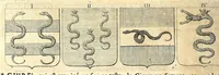 Picture 60 of 105 from La vraye et parfaite science des armoiries, ou, L'Indice armorial de feu maistre Louuan Geliot ... : apprenant et expliquant sommairement les mots & figures dont on se sert au blason des armoiries, & l'origine d'icelles : augmenté de nombre de termes & enrichy de grande multitude d'exemples des armes des familles tant françoise qu'estrangeres, des institutions, des ordres & de leurs colliers, des marques des dignités & charges, des ornemens des escus, de l'office des roys, des herauds, & des poursuiuans d'armes, & autres curiosités despendantes des armoiries ... (1664), leaf 400