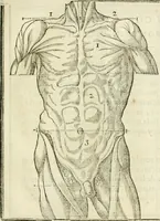 Picture 15 of 43 from La vraye science de la pourtraicture (1671), leaf 32